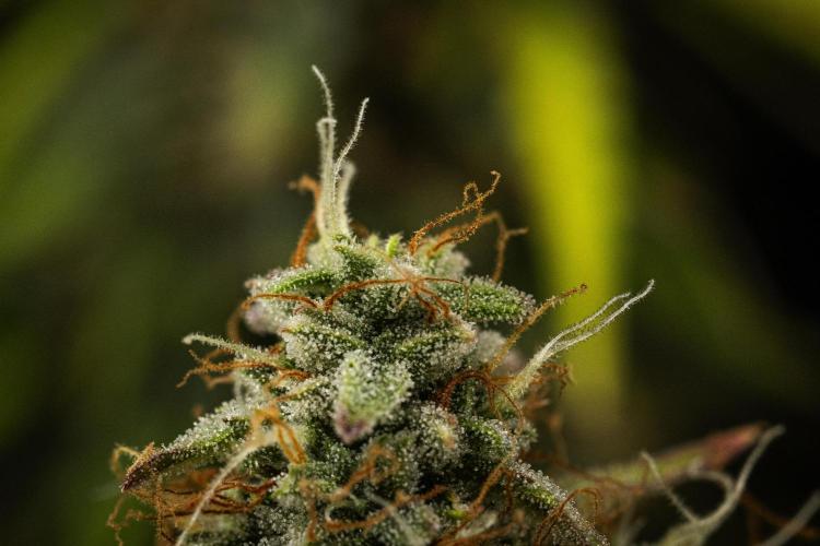 Atlas F1 - Farm #20. Week 8 - Atlas F1 - Day 56.