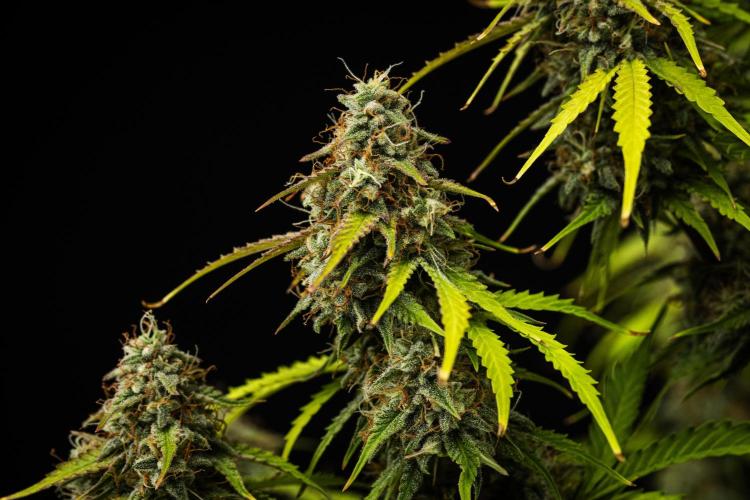 Atlas F1 - Farm #20. Week 8 - Atlas F1 - Day 56.