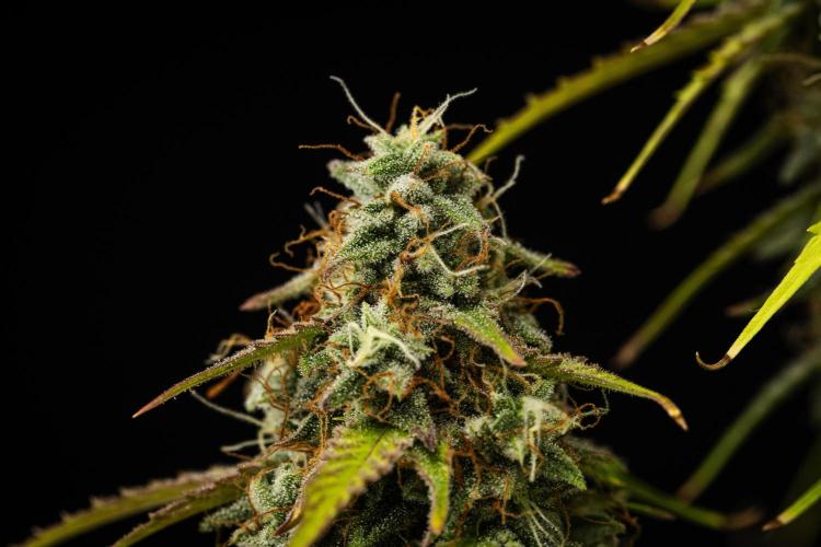 Atlas F1 - Farm #20. Week 8 - Atlas F1 - Day 56.