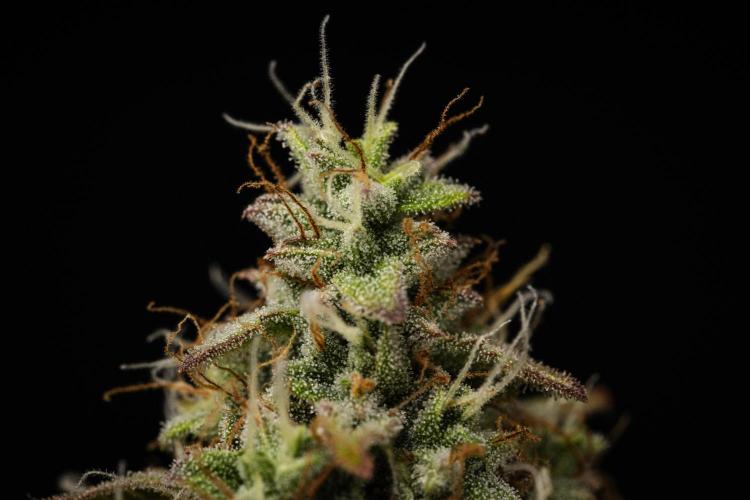 Atlas F1 - Farm #20. Week 8 - Atlas F1 - Day 56.