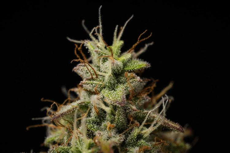 Atlas F1 - Farm #20. Week 8 - Atlas F1 - Day 56.