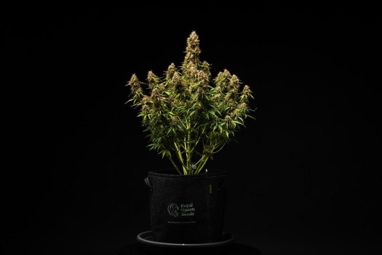 Gaia F1 - Farm #20. Week 8 - Gaia F1 - Day 56.