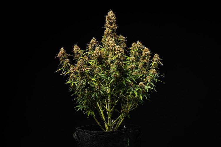 Gaia F1 - Farm #20. Week 8 - Gaia F1 - Day 56.