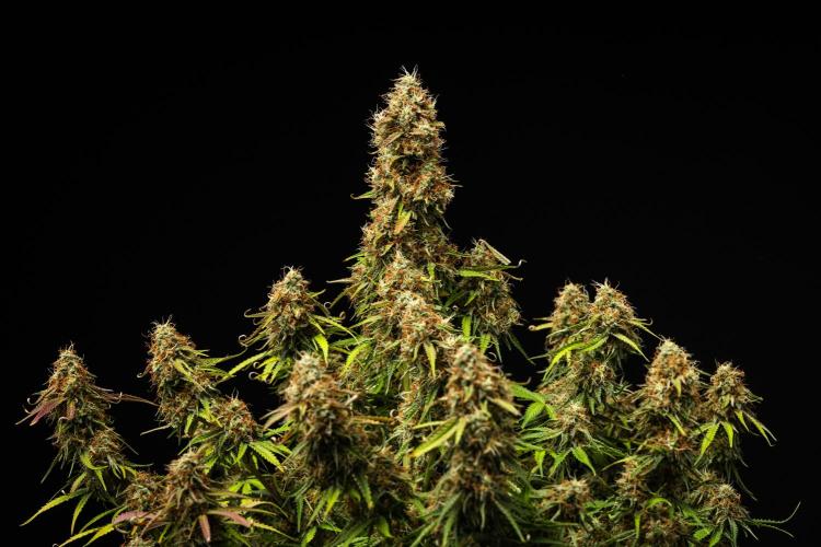 Gaia F1 - Farm #20. Week 8 - Gaia F1 - Day 56.