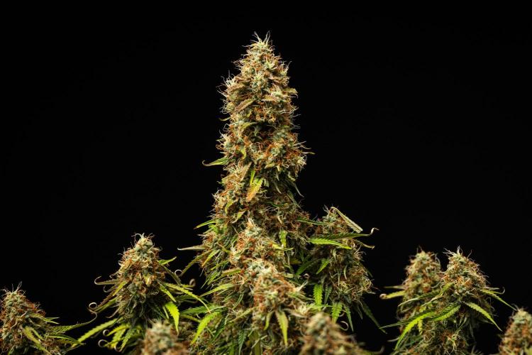 Gaia F1 - Farm #20. Week 8 - Gaia F1 - Day 56.