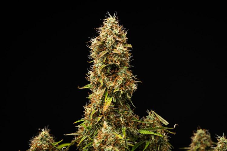 Gaia F1 - Farm #20. Week 8 - Gaia F1 - Day 56.