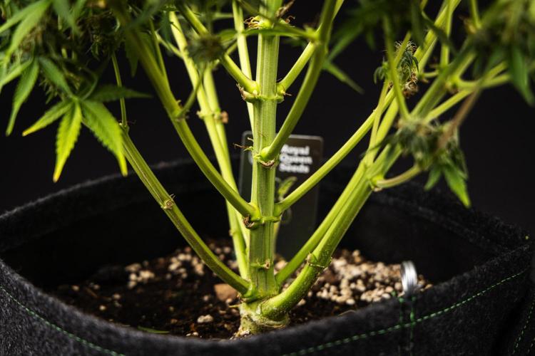 Gaia F1 - Farm #20. Week 8 - Gaia F1 - Day 56.