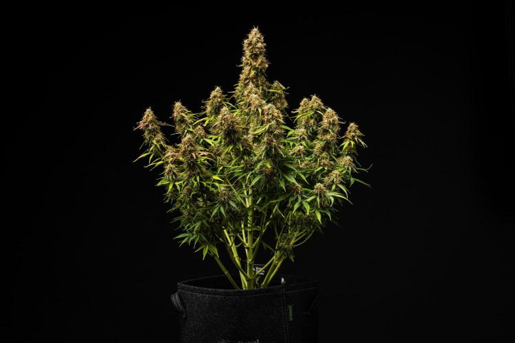 Gaia F1 - Farm #20. Week 8 - Gaia F1 - Day 56.