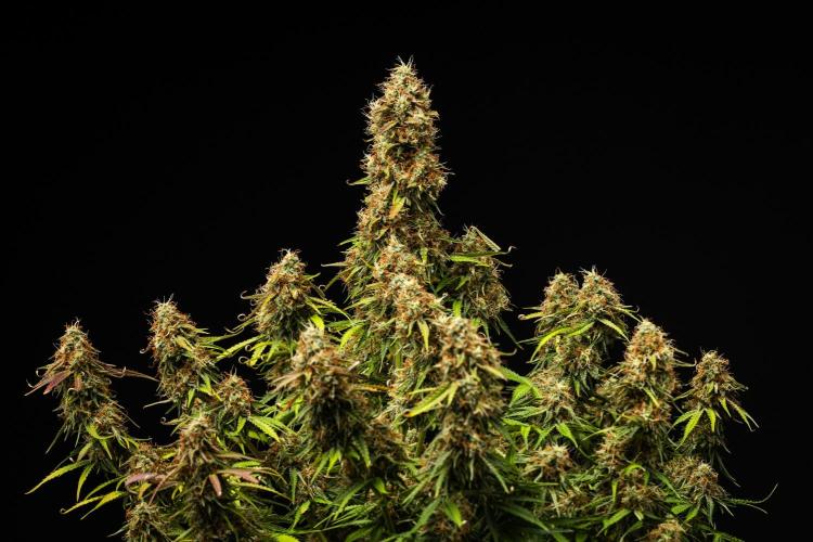 Gaia F1 - Farm #20. Week 8 - Gaia F1 - Day 56.