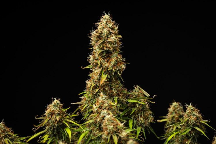 Gaia F1 - Farm #20. Week 8 - Gaia F1 - Day 56.