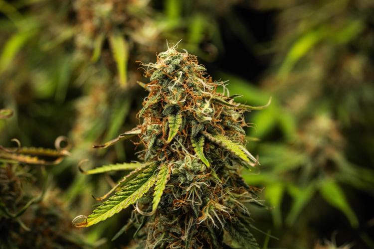 Gaia F1 - Farm #20. Week 8 - Gaia F1 - Day 56.