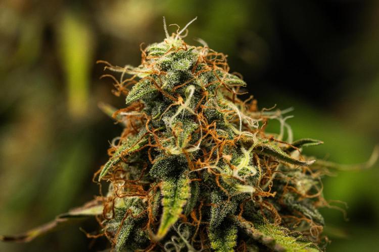 Gaia F1 - Farm #20. Week 8 - Gaia F1 - Day 56.