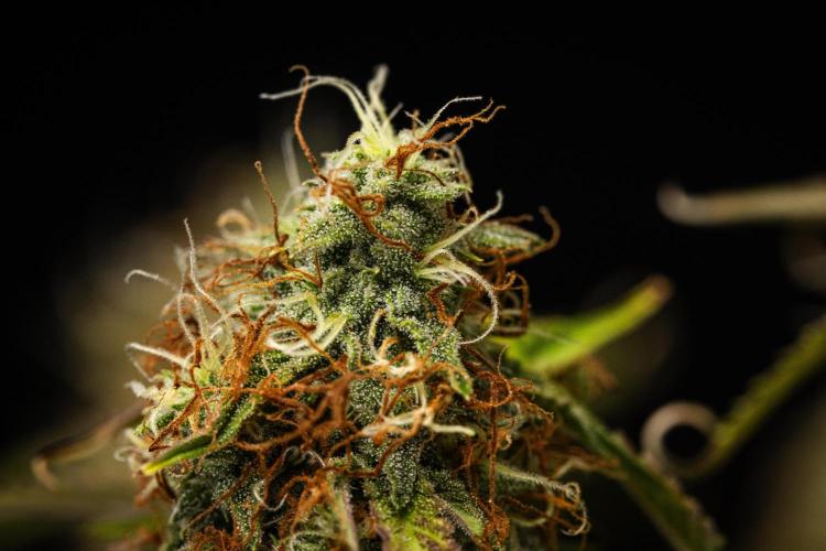 Gaia F1 - Farm #20. Week 8 - Gaia F1 - Day 56.