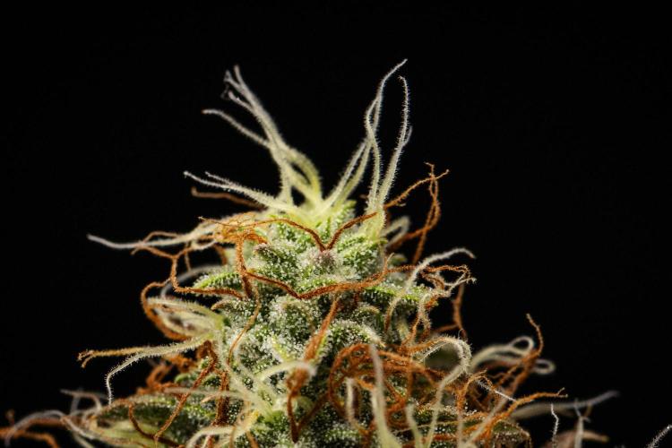 Gaia F1 - Farm #20. Week 8 - Gaia F1 - Day 56.