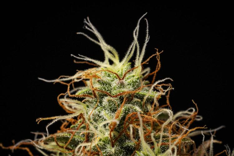 Gaia F1 - Farm #20. Week 8 - Gaia F1 - Day 56.