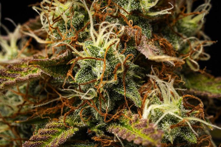 Gaia F1 - Farm #20. Week 8 - Gaia F1 - Day 56.