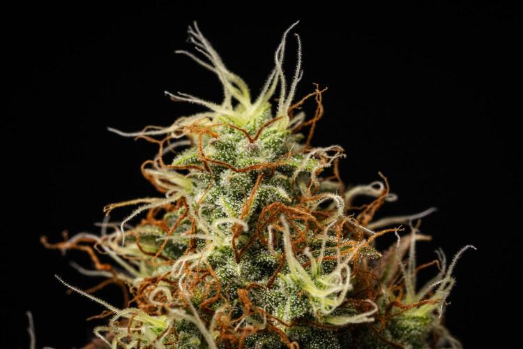 Gaia F1 - Farm #20. Week 8 - Gaia F1 - Day 56.