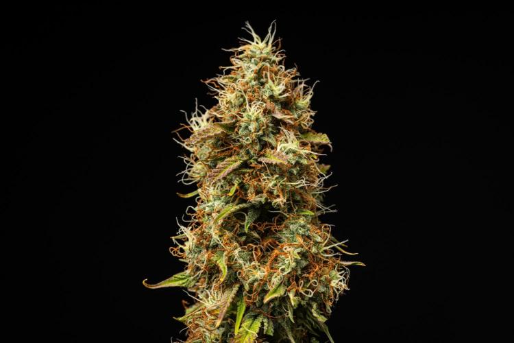 Gaia F1 - Farm #20. Week 8 - Gaia F1 - Day 56.