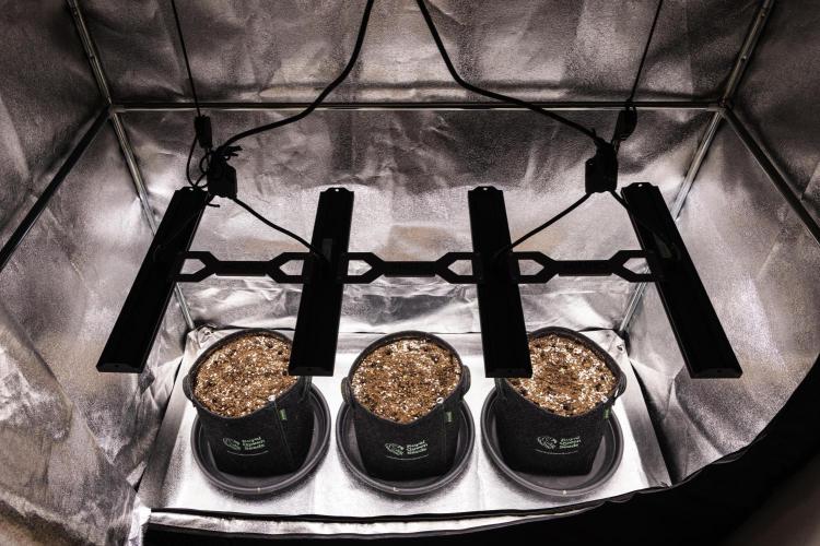 Royal Creamatic - Farm #21. Week 0 - Butterflies Little Farm - planting day.