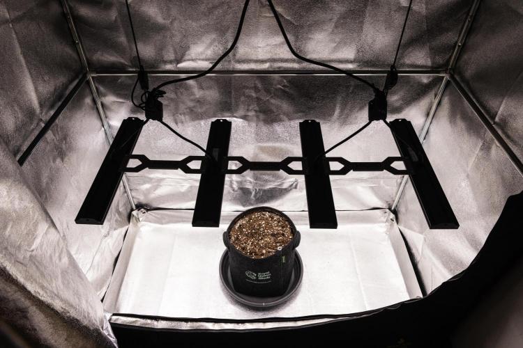 Royal Creamatic - Farm #21. Week 0 - Royal Creamatic - sprout