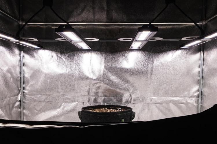 Royal Creamatic - Farm #21. Week 0 - Royal Creamatic - sprout