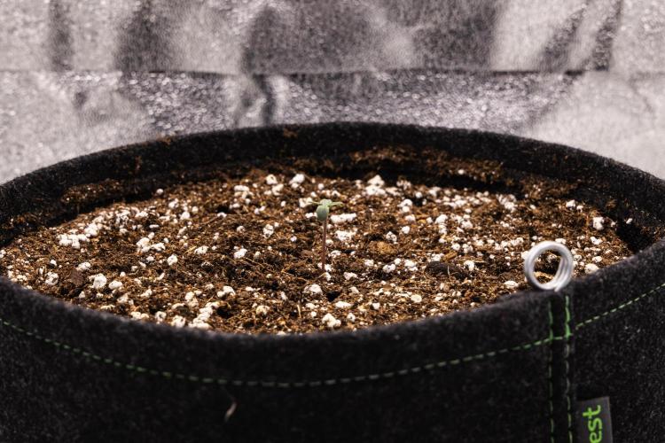 Royal Creamatic - Farm #21. Week 0 - Royal Creamatic - sprout