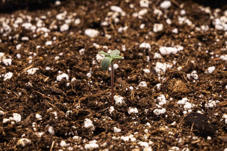 Royal Creamatic - Farm #21. Week 0 - Royal Creamatic - sprout