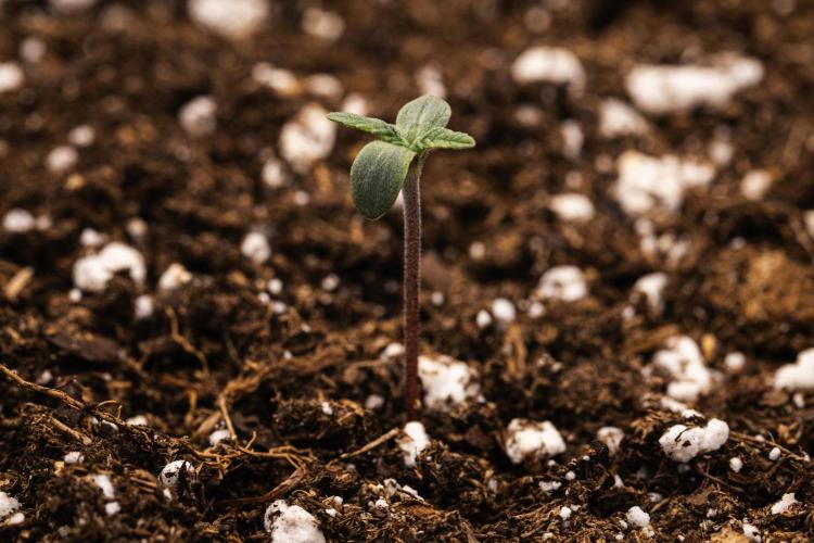 Royal Creamatic - Farm #21. Week 0 - Royal Creamatic - sprout