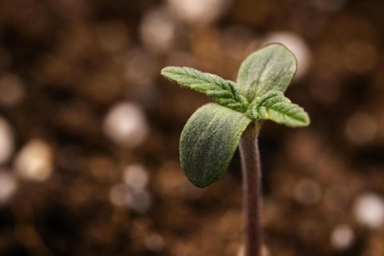 Royal Creamatic - Farm #21. Week 0 - Royal Creamatic - sprout