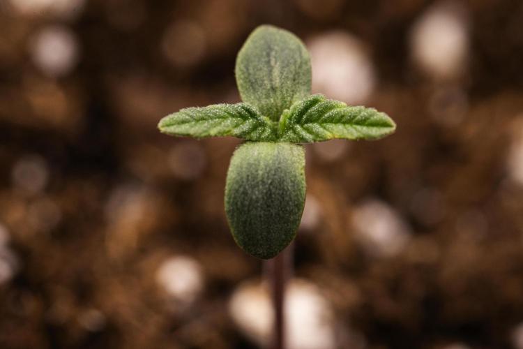 Royal Creamatic - Farm #21. Week 0 - Royal Creamatic - sprout