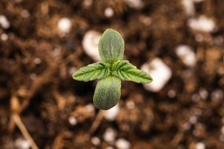 Royal Creamatic - Farm #21. Week 0 - Royal Creamatic - sprout