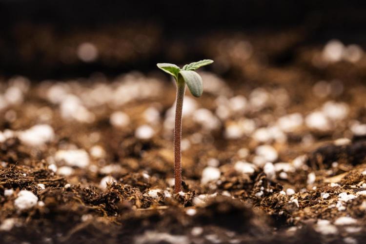 Royal Creamatic - Farm #21. Week 0 - Royal Creamatic - sprout