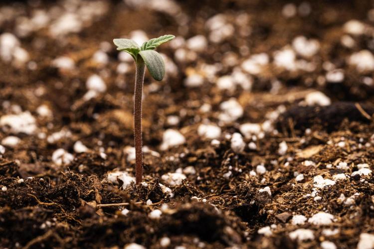 Royal Creamatic - Farm #21. Week 0 - Royal Creamatic - sprout