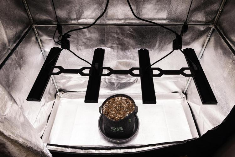 Sticky Queen - Farm #21. Week 0 - Sticky Queen - sprout