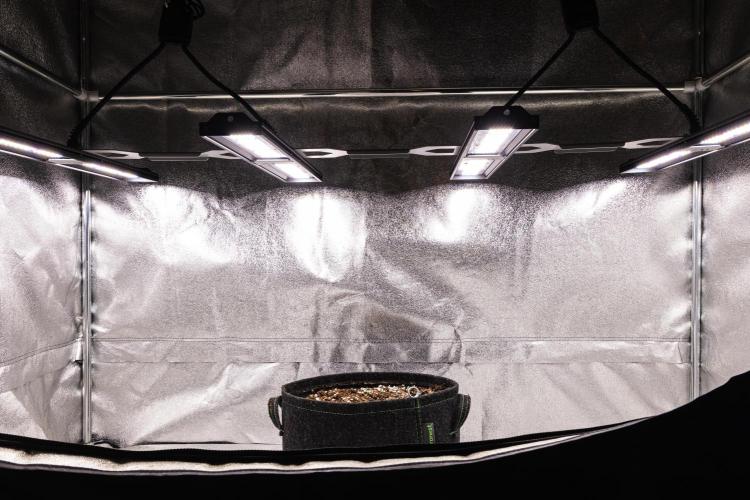 Sticky Queen - Farm #21. Week 0 - Sticky Queen - sprout