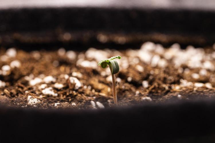 Sticky Queen - Farm #21. Week 0 - Sticky Queen - sprout