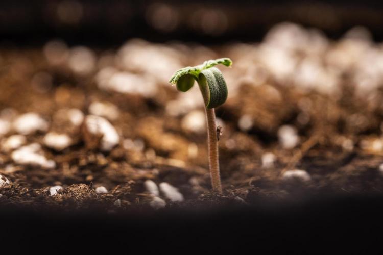Sticky Queen - Farm #21. Week 0 - Sticky Queen - sprout