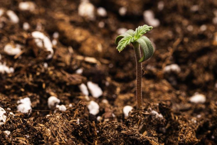 Sticky Queen - Farm #21. Week 0 - Sticky Queen - sprout