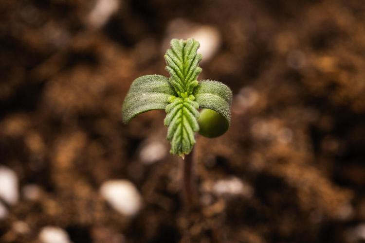 Sticky Queen - Farm #21. Week 0 - Sticky Queen - sprout