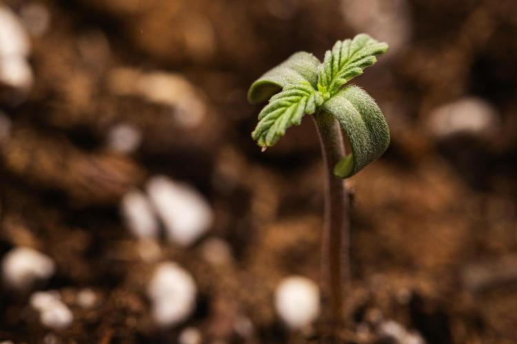 Sticky Queen - Farm #21. Week 0 - Sticky Queen - sprout