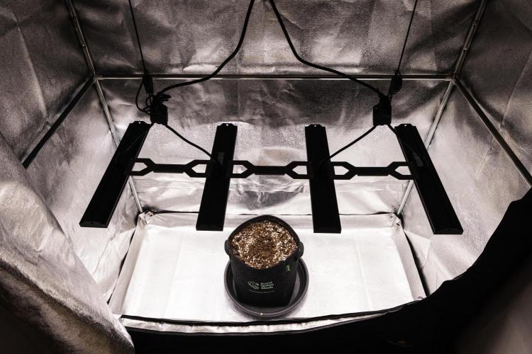 Tropicana Cookies Purple - Farm #21. Week 0 - Tropicana Cookies Purple - sprout