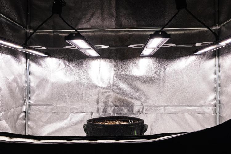 Tropicana Cookies Purple - Farm #21. Week 0 - Tropicana Cookies Purple - sprout