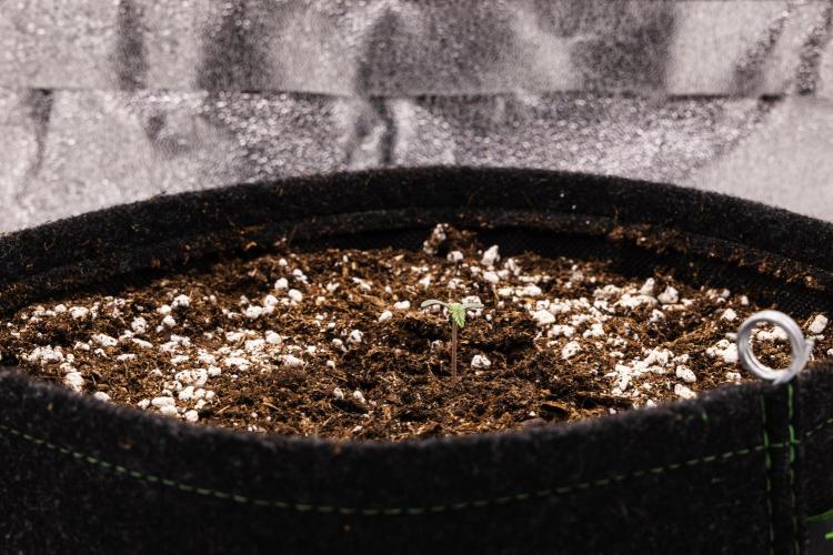 Tropicana Cookies Purple - Farm #21. Week 0 - Tropicana Cookies Purple - sprout