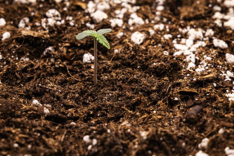 Tropicana Cookies Purple - Farm #21. Week 0 - Tropicana Cookies Purple - sprout