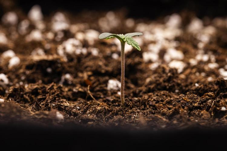 Tropicana Cookies Purple - Farm #21. Week 0 - Tropicana Cookies Purple - sprout