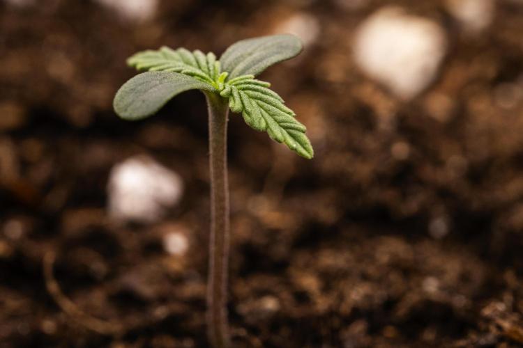 Tropicana Cookies Purple - Farm #21. Week 0 - Tropicana Cookies Purple - sprout