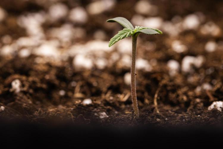 Tropicana Cookies Purple - Farm #21. Week 0 - Tropicana Cookies Purple - sprout