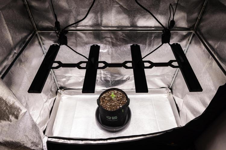 Royal Creamatic - Farm #21. Week 1 - Royal Creamatic - Day 1.