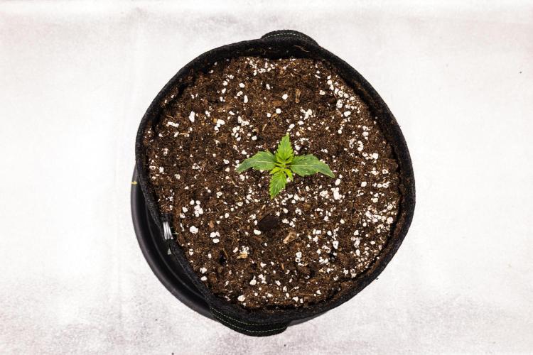 Royal Creamatic - Farm #21. Week 1 - Royal Creamatic - Day 1.