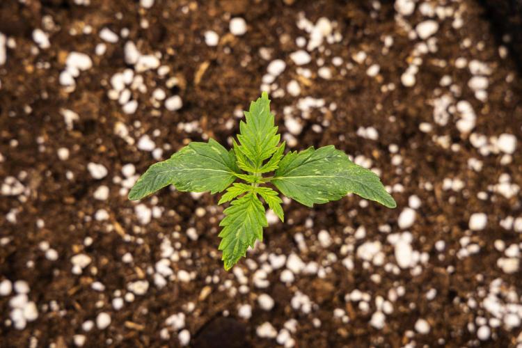 Royal Creamatic - Farm #21. Week 1 - Royal Creamatic - Day 1.